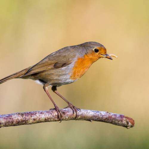 robin mealworm